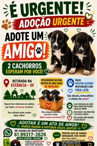 Doação de cachorrinhos 