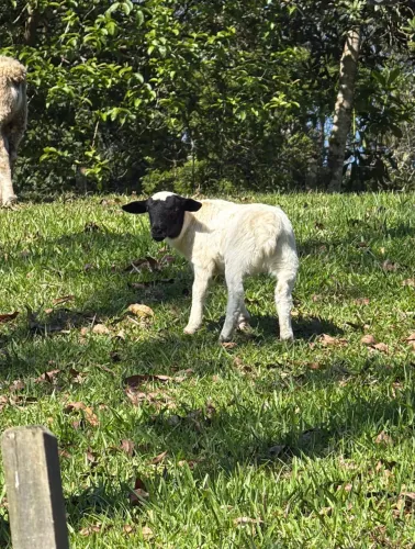 Casal de ovelha e filhote macho dorper 