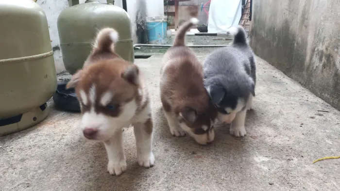 Filhotes de Husky Siberiano