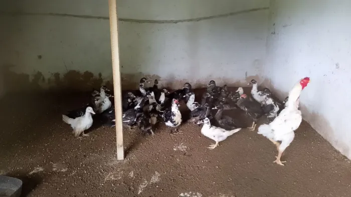 Vendo patas e filhotes 