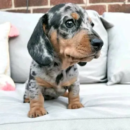 Filhotes de Dachshund com pedigree,