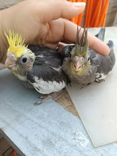 Bebes