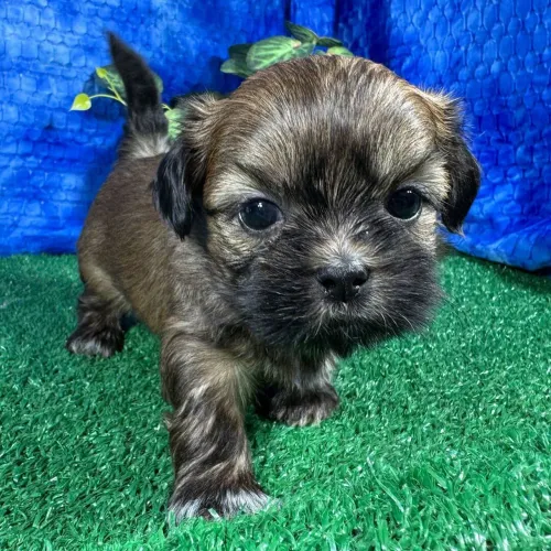 Shih tzu:O amigo perfeito para conviver com crianças e idosos