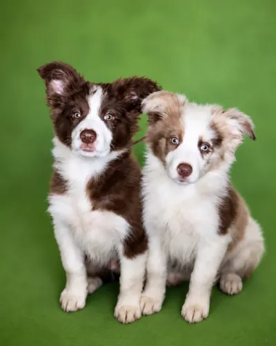 Border collie filhotes 