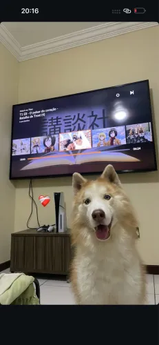 Husky Siberiano 