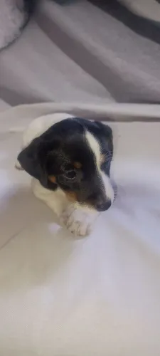 Filhotes de Jack Russell