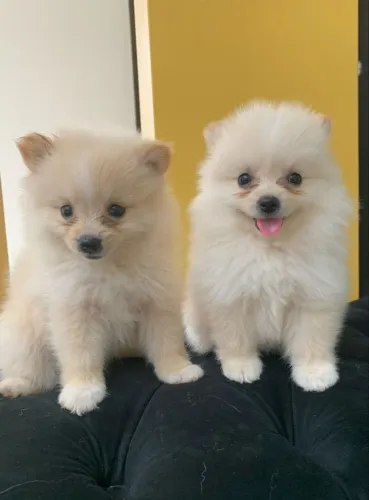 Lulu da Pomerânia adorável 