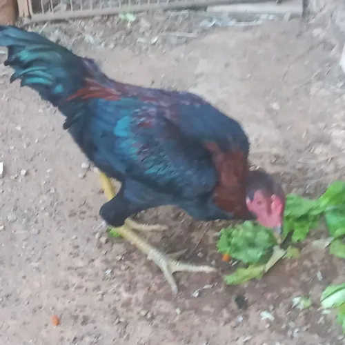 Frango caipira