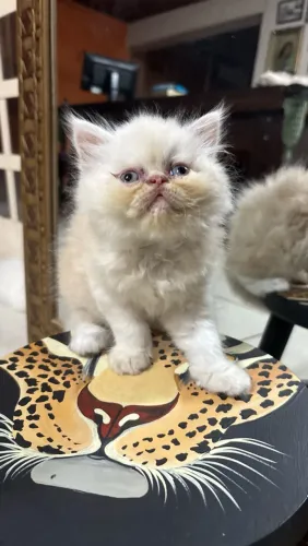 Gatinhos persas Machos