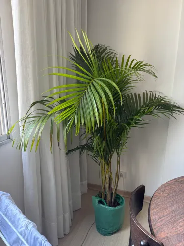 Planta Palmeira areca