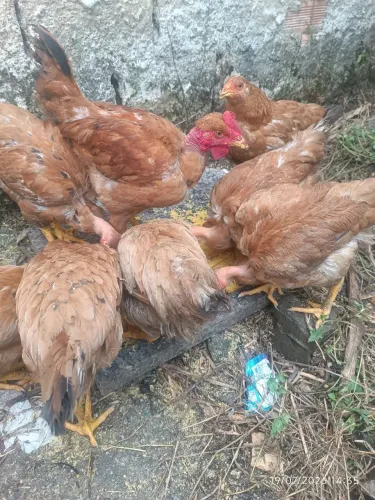 Galinha caipira
