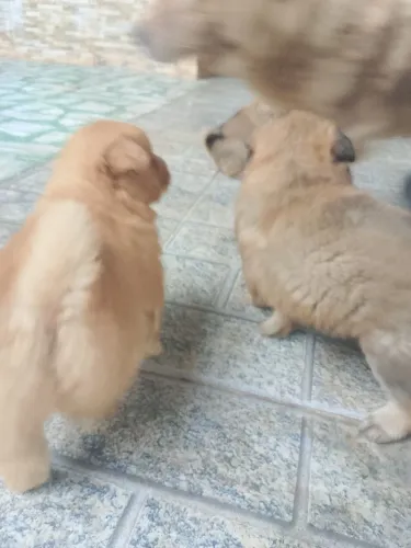 Filhote de Chow Chow