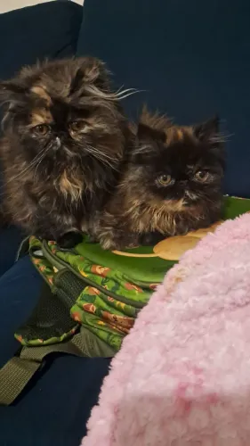 Gata persas fêmeas