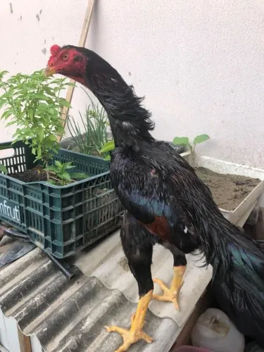 Galo mura 10 meses