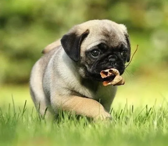 Pug - O Único Alarme Que Você Vai Querer Escutar De Manhã