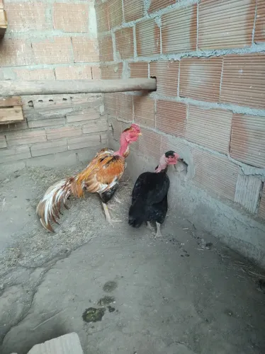 Vendo casal de galinhas