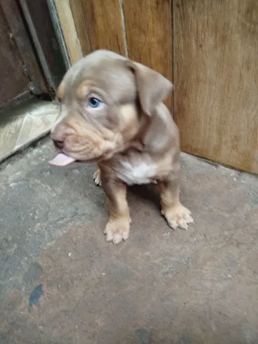 Pitmonster