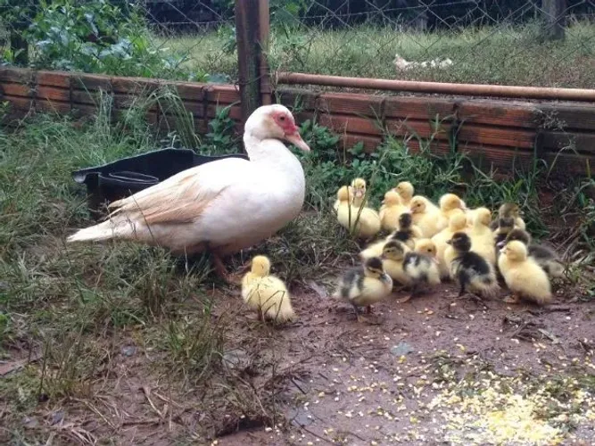 ? VENDE-SE PATA E PATINHOS ?