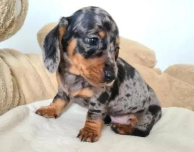 Basset Dachshund Miniatura Alerquim.