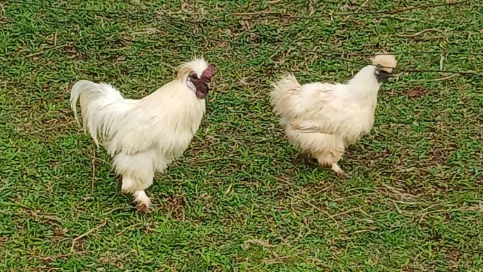 Casal galinha sedosa