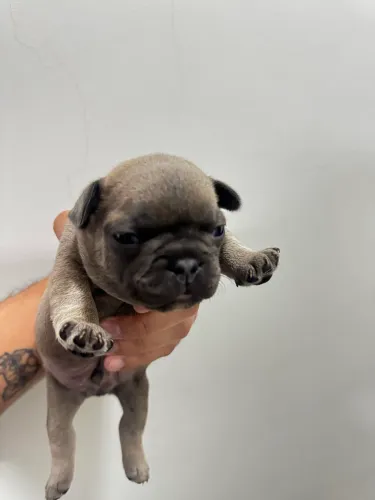 Lindos filhotes de Bulldog Francês 