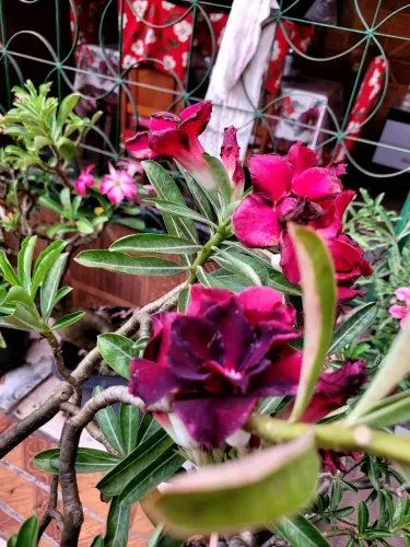 Rosa Deserto