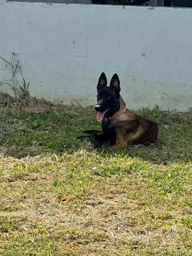 Pastor Malinois com pedigree 