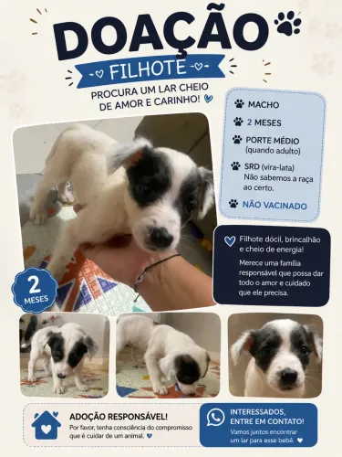 doação filhote