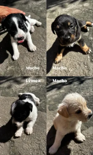 Doação de cachorros