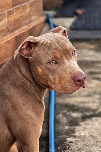 Filhote macho/ Pit monster XL