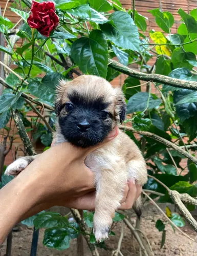 Vende-se Shihtzu