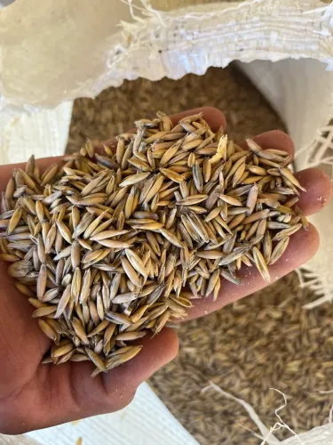 Aveia branca ensacada