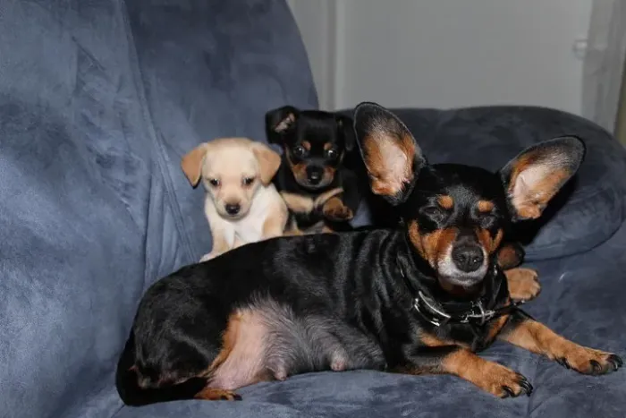 PINSCHER X CHIHUAHUA O amor incondicional que você procura está esperando por você bem aqu