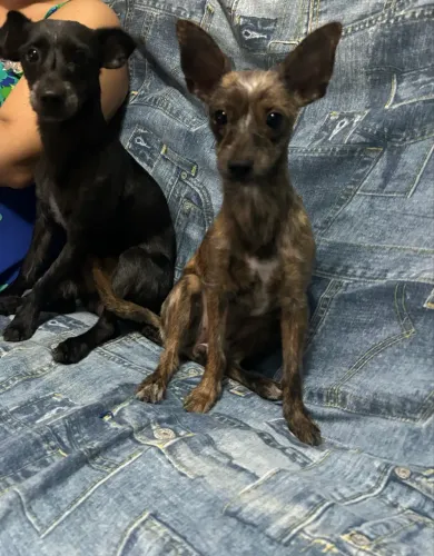 Doação de cachorro