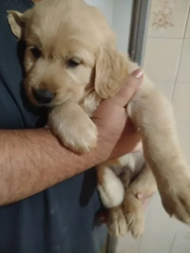 Filhote de golden retriever