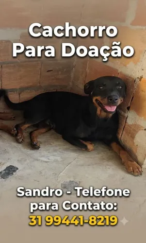 Cachorro no adopcao 