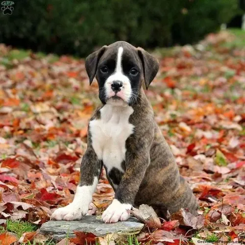 Boxer Um vínculo que se constrói com respeito