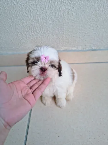 shih tzu fêmea exótica !!