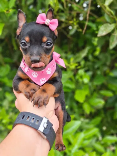 Princesa filhote de Pinscher fêmea n1