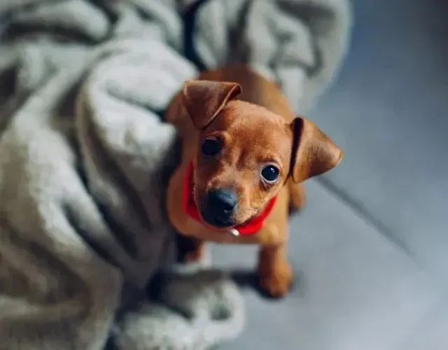 Pinscher 00 filhotes