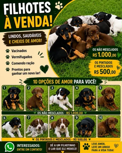 Vende-se cachorro doberman