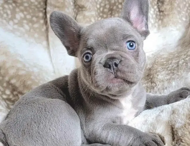 Filhote de buldogue francês