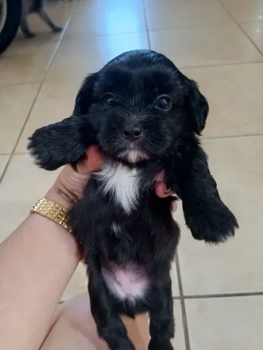 Poodle 