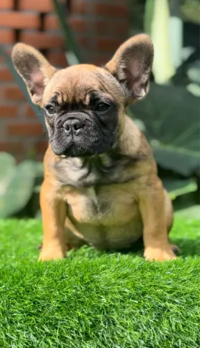 Filhote de Bulldog Frances Fêmea 