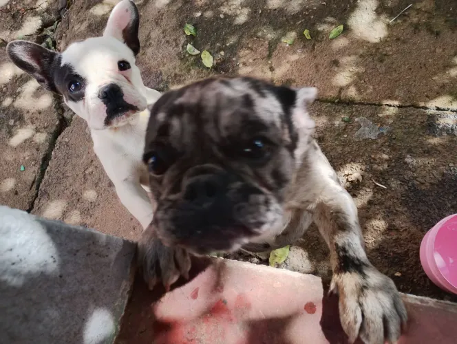 Buldogue fêmea
