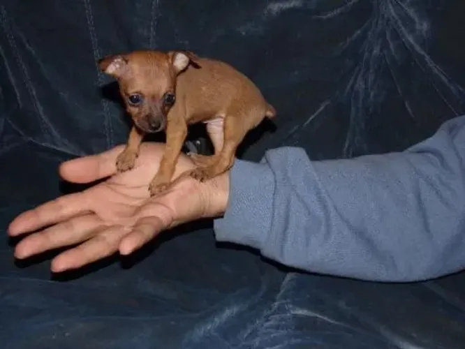 Pinscher 00 ( o menor dos menores)