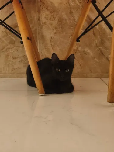 Adoção gata