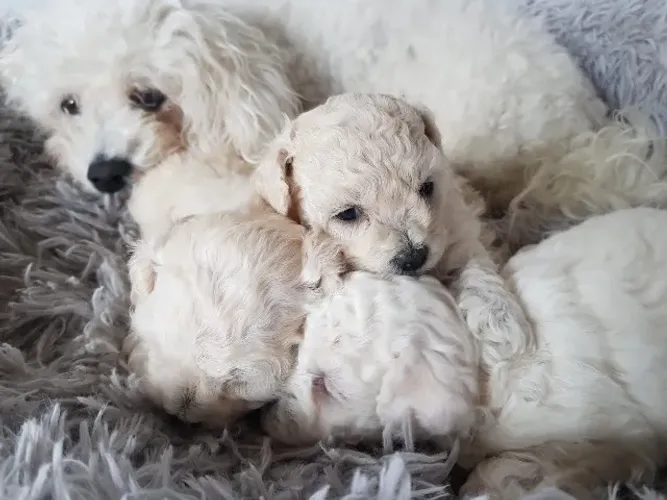 poodle