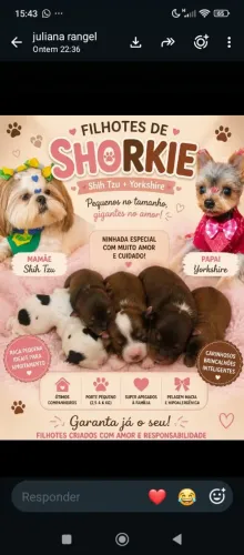 Vendo filhotes de shorkie 