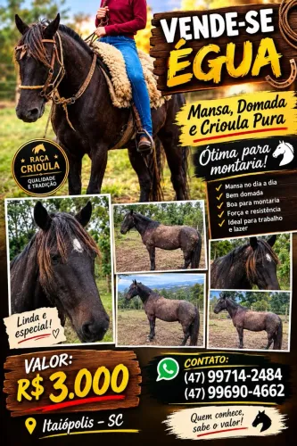 Egua criola pura de montaria